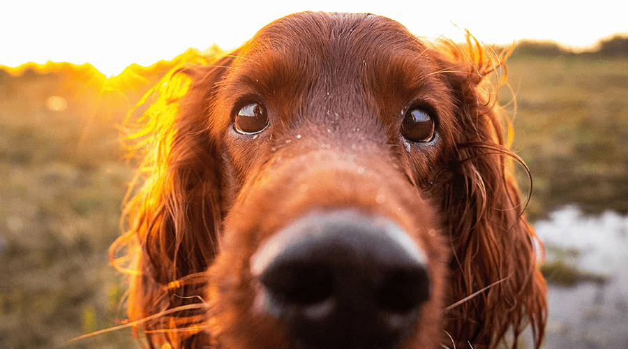 Dog Nose