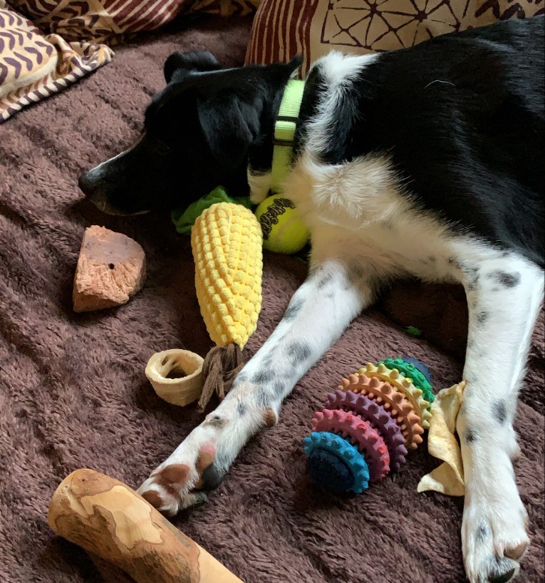 Dog with Toys